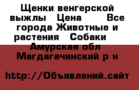 Щенки венгерской выжлы › Цена ­ 1 - Все города Животные и растения » Собаки   . Амурская обл.,Магдагачинский р-н